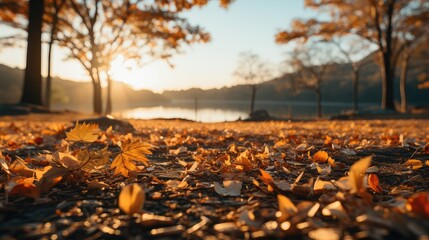 Sunlight passing through autumn trees photo