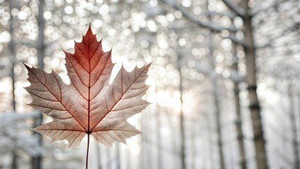 Maple leaf on winter background.Natural isolated object on winter forest background.Sunlight and free space
