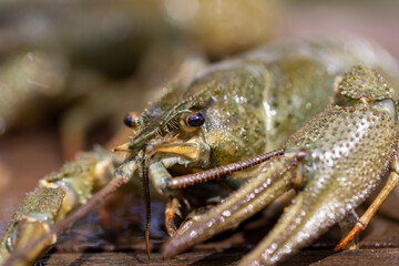 live river crayfish on a wooden table at a picnic