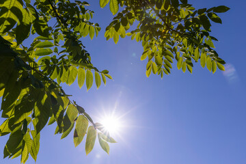 the green foliage of the walnut tree in the summer