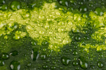 details of a multicolored watermelon peel covered with drops of water