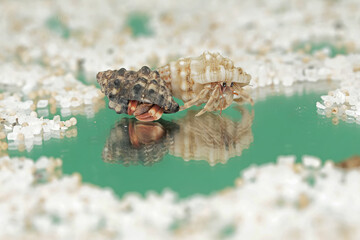 Fototapeta premium Reflection of the beauty of two hermit crabs. This animal whose habitat is on the edge of a sandy beach has the scientific name Paguroidea sp.