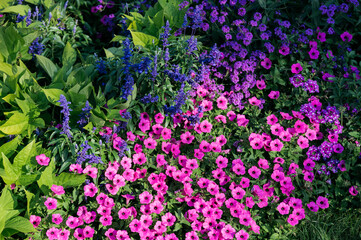 Obraz premium Summer flowers