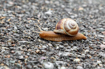 A large common garden snail crawls along an asphalt path. Blurred mottled gray background. Selective focus. copy space.