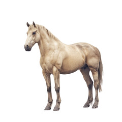 Obraz premium A Stunning Palomino Horse