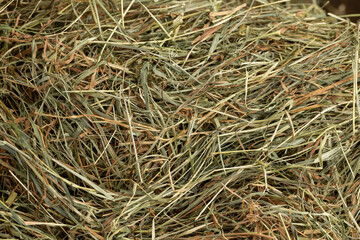 Dehydrated Dried Grass for hay production in agriculture