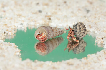 Reflection of the beauty of two hermit crabs. This animal whose habitat is on the edge of a sandy...