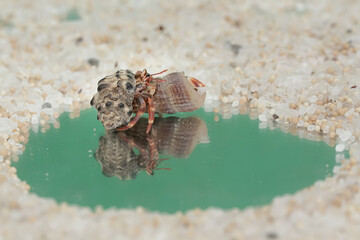 Reflection of the beauty of two hermit crabs. This animal whose habitat is on the edge of a sandy...