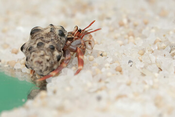 Reflection of the beauty of a hermit crab. This animal whose habitat is on the edge of a sandy beach has the scientific name Paguroidea sp.
