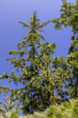 beautiful larch in May in spring