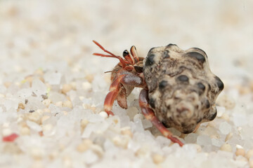 Reflection of the beauty of a hermit crab. This animal whose habitat is on the edge of a sandy beach has the scientific name Paguroidea sp.
