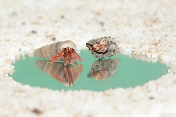 Reflection of the beauty of two hermit crabs. This animal whose habitat is on the edge of a sandy beach has the scientific name Paguroidea sp.