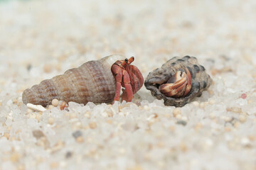 Reflection of the beauty of two hermit crabs. This animal whose habitat is on the edge of a sandy beach has the scientific name Paguroidea sp.