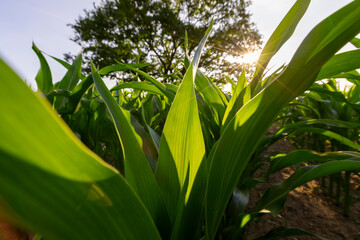 Tall green corn on a blue sky background, a field with green corn foliage in the summer sunset