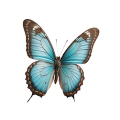Naklejka premium Turquoise butterfly, isolated on white background