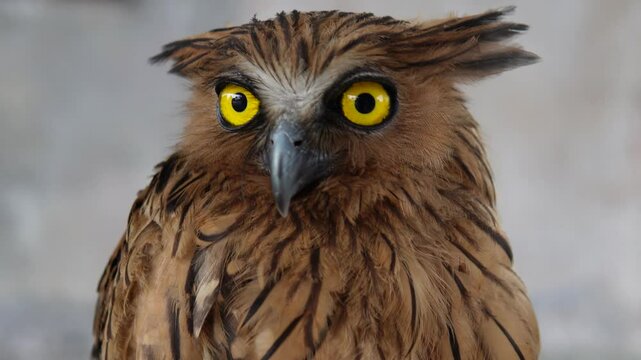 Close up shot of buffy fish owl (Ketupa ketupu), also known as the Malay fish owl.