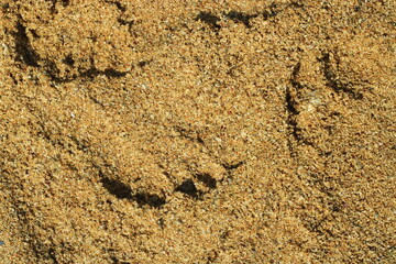 Close-up of golden sand with small pebbles and shells.