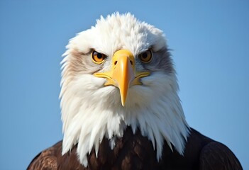 Fototapeta premium Intense Close-Up of a Bald Eagle with Piercing Yellow Eyes