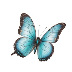 Fototapeta premium Turquoise butterfly, isolated on white background