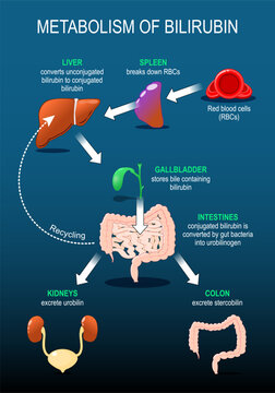 Metabolism of bilirubin.