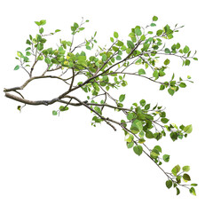 Green Branch with Leaves