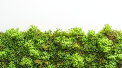 Fototapeta premium Green Moss Wall