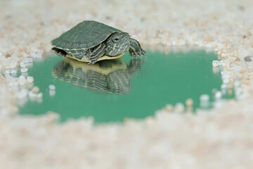 Reflection of a baby red eared slider tortoise in a pool of clear water. This reptile has the...