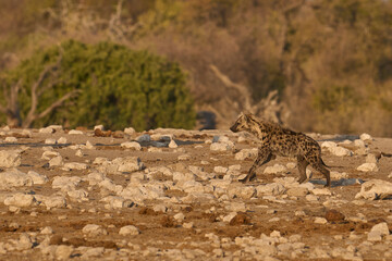 Spotted Hyaena (Crocuta crocuta) on the prowl near a waterhole in Etosha National Park, Namibia