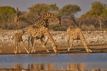 Group of Giraffe (Giraffa camelopardalis) drinking at a waterhole in Etosha National Park, Namibia                               