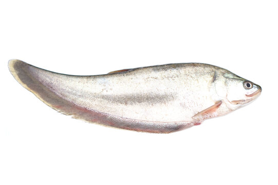 Fresh Chitala ornata fish or Knife fish, prepared for cooking, isolated on white background. concept, edible freshwater fish in Thailand, can be cooked in various delicious menu.