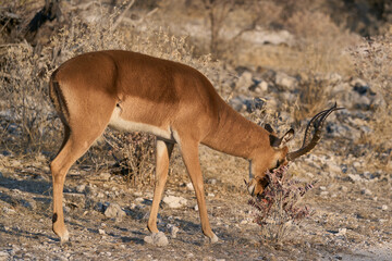 Male Black-faced Impala (Aepyceros melampus petersi) scent marking in Etosha National Park, Namibia