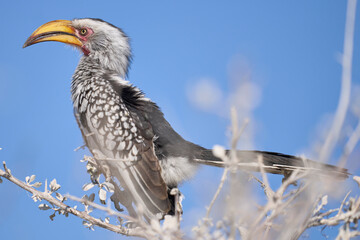 Yellow-billed Hornbill (Tockus leucomelas) perched on a branch in Etosha National Park, Namibia.