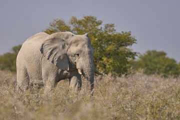 Obraz premium Large bull African elephant (Loxodonta africana) grazing on a plain in Etosha National Park in Namibia