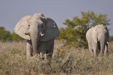 Obraz premium Large bull African elephant (Loxodonta africana) grazing on a plain in Etosha National Park in Namibia