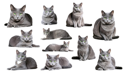 Gray cat with green eyes on isolated background