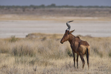 Red Hartebeest (Alcelaphus buselaphus caama ) on. large open plain in Etosha National Park, Namibia   