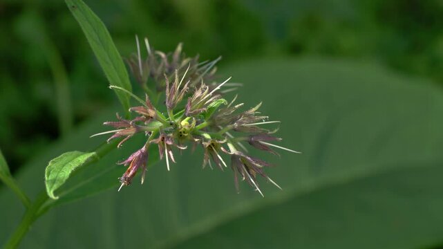 Comfrey in slight breeze (Symphytum officinale) - (4K)