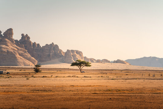 Einsamer Baum im Sonnenaufgang Licht vor der faszinierenden Felsenlandschaft im W&uuml;stenland AlUla Medina Saudi-Arabien 