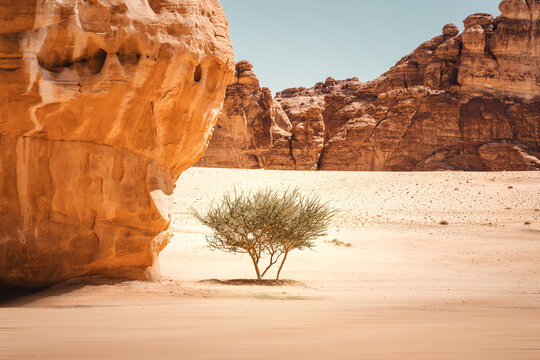 Einsamer Busch oder Baum neben einem gro&szlig;en Fels im W&uuml;stenland AlUla Medina Saudi-Arabien 