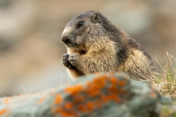 Cute marmot (Marmota marmota) standing on the edge of a cliff eating some seed, Austrian Alps. Wildfile photography.