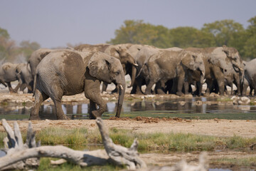 Obraz premium Herd of african elephant (Loxodonta africana) drinking at a waterhole in Etosha National Park in Namibia.