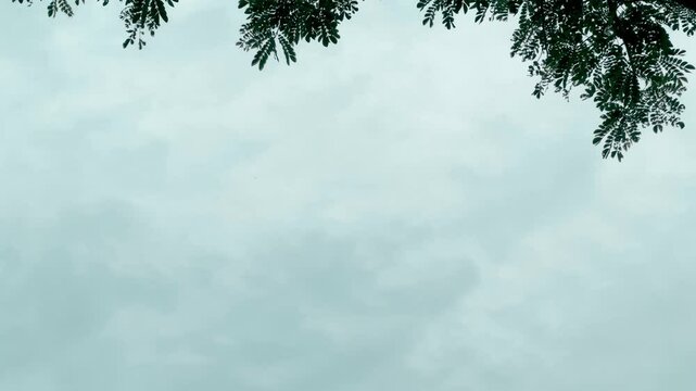 Majestic Tree with Vibrant Green Leaves, Captured in Tranquil Nature Footage