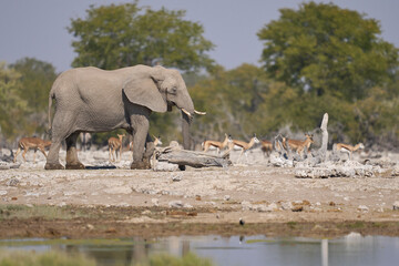 Obraz premium African elephant (Loxodonta africana) at a waterhole in Etosha National Park in Namibia