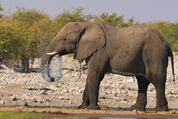 Fototapeta premium African elephant (Loxodonta africana) at a waterhole in Etosha National Park in Namibia