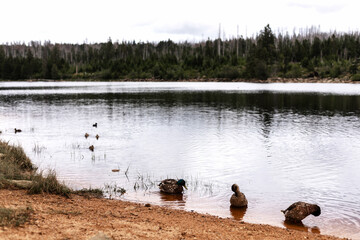 Sandy shore of the lake. Beautiful nature with a lake near the forest.A lake