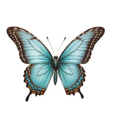 Fototapeta premium Turquoise butterfly, isolated on white background.