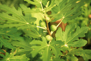 Ficus glomeratat plant tree ficus Carica vegetable,Closeup shot of a immature Ficus glomerata in sunny ambiance,The tree belongs to the group