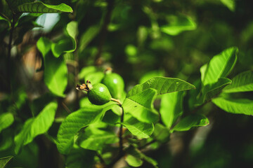  loved by people. Many other animals such as birds also like to eat guava, easily dispersing seeds guava in their feces, guava are round or oval depending on the species. guava have a distinct and cha