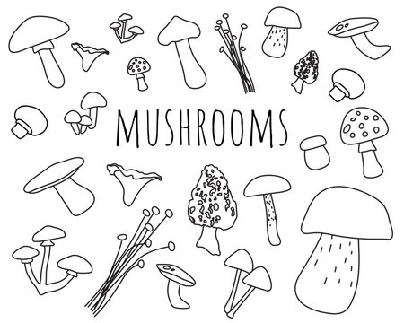 Set of various mushrooms in outline style on white background in outline style for icons, posters, books, kids, webs, apps