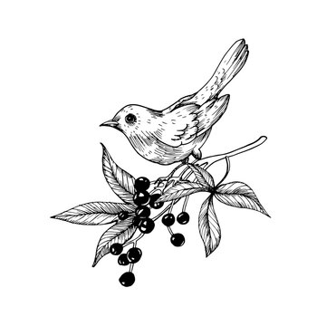recommend clip art: Bird on a branch with berries hand drawn. Vector graphic illustration 